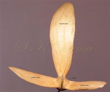  Fruit (Samara)